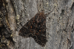 Noctuinae
