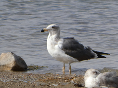 Larus livens