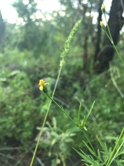 Bidens leptocephala