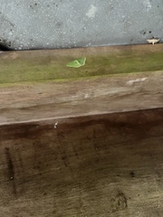 Comostola leucomerata