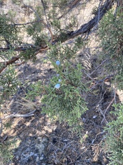 Juniperus occidentalis