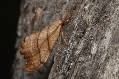 Drepana bilineata