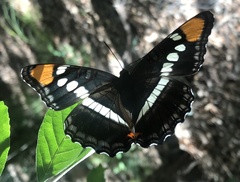 Adelpha eulalia