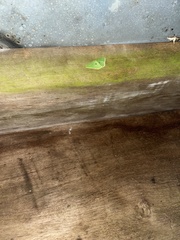 Comostola leucomerata