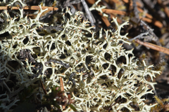 Cladonia uncialis