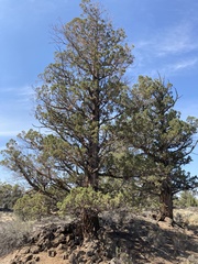 Juniperus occidentalis