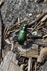 Cicindela denikei