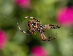 Neoscona crucifera