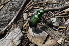 Cicindela denikei