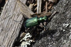 Cicindela denikei