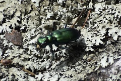 Cicindela denikei