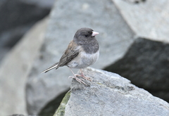Junco hyemalis shufeldti