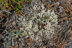 Cladonia uncialis