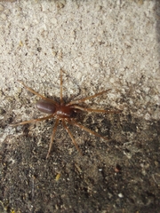 Dysdera crocata