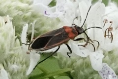 Ochrimnus lineoloides