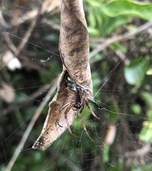 Phonognatha