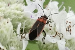 Ochrimnus lineoloides