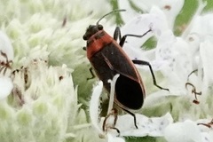 Ochrimnus lineoloides