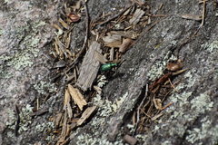 Cicindela denikei