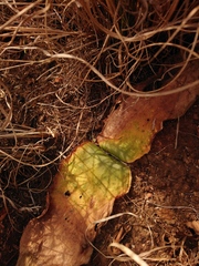Haemanthus humilis hirsutus