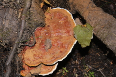 Ganoderma applanatum
