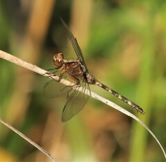 Erythemis plebeja