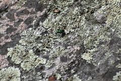 Cicindela denikei