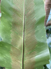 Asplenium australasicum