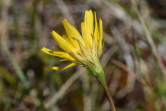 Microseris borealis