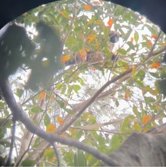 Dendrolagus lumholtzi