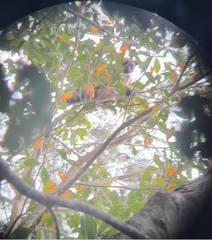 Dendrolagus lumholtzi