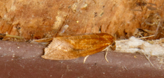 Aethes biscana