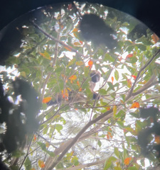 Dendrolagus lumholtzi