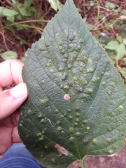 Pachypsylla celtidisvesicula