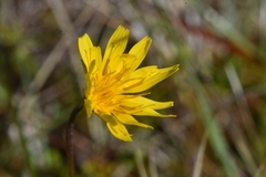 Microseris borealis