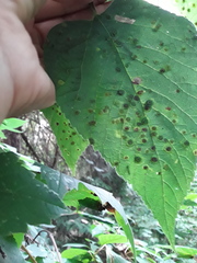 Pachypsylla celtidisvesicula