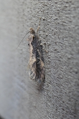 Atomotricha