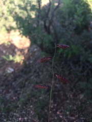 Bouteloua chondrosioides