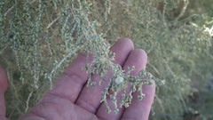 Salsoloideae