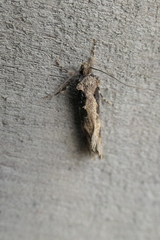 Atomotricha