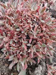 Eriogonum androsaceum
