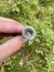 Cantharellula umbonata