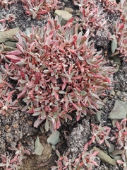 Eriogonum androsaceum