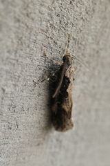 Atomotricha