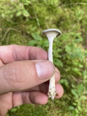 Cantharellula umbonata