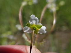 Alisma triviale