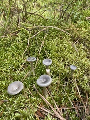 Cantharellula umbonata