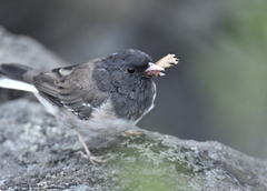 Junco hyemalis shufeldti
