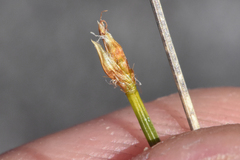 Trichophorum cespitosum