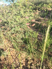 Bouteloua chondrosioides